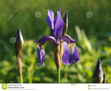 Beautiful Violet Flower Iris Stock Photo Image Of Bloom Color