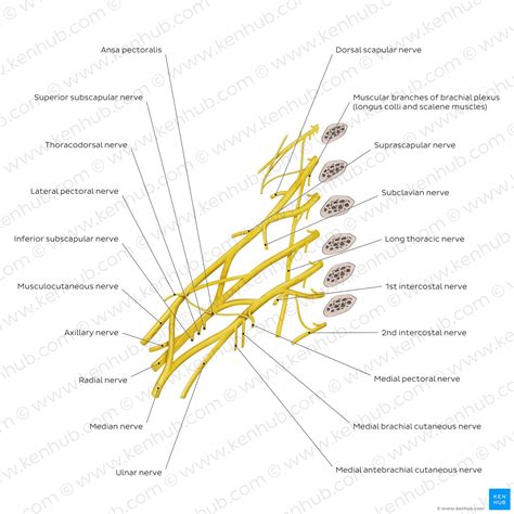 Brachial Plexus Anatomy Easy Mnemonic Upper Limb Anatomy Youtube The