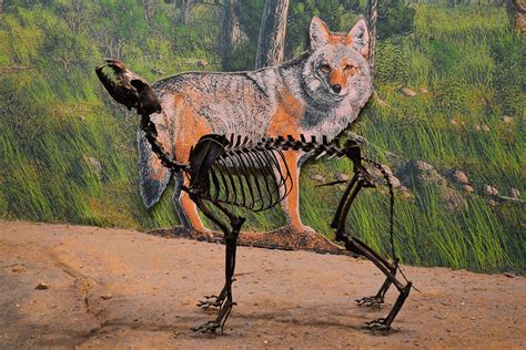 Dire Wolf Skeleton The Extinct Dire Wolf Canis Dirus Is Flickr