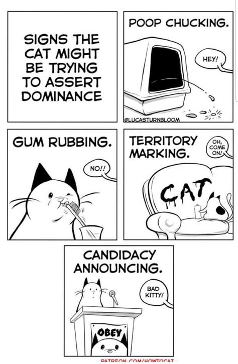 pin by sandy ayres on cats furry rulers of the world how to cat cats cat comics