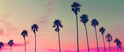 Pink Sunset Palm Tree Silhouette Encinitas California