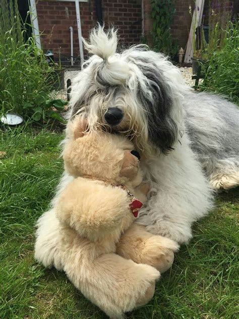 Pin By Sherrie Butler On Old English Sheepdogs English Dogs Old