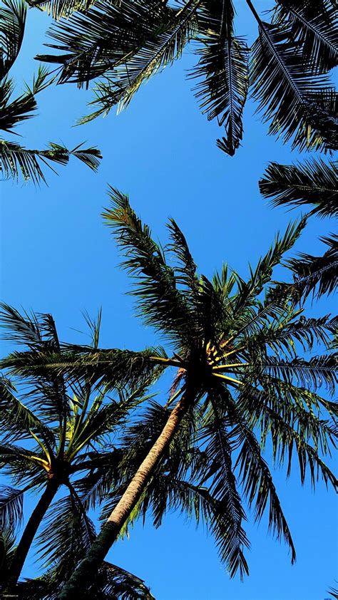 Palm Tree Wallpapers Top Free Palm Tree Backgrounds Wallpaperaccess