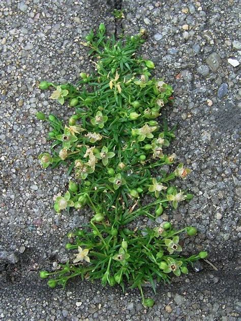 Procumbent Pearlwort Plant Care And Growing Basics Water Light Soil