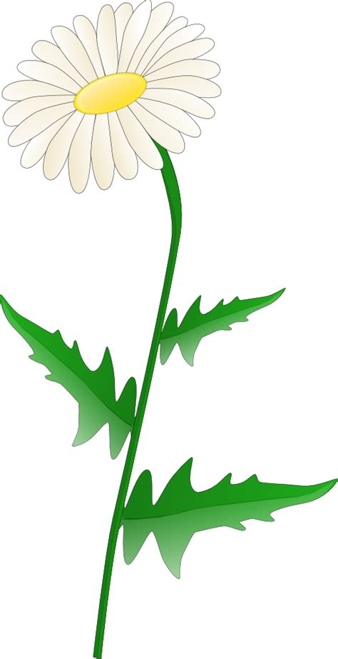 Dandelion clipart royalty free, Dandelion royalty free Transparent FREE for download on ...