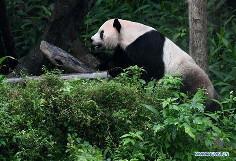 Two Giant Pandas At Taipei Zoo Attract Tourists 6 Peoples Daily Online