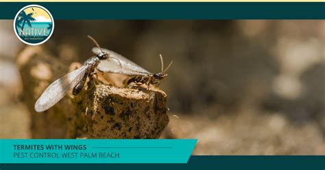 Professional wildlife removal and animal pest control serving orlando florida. Flying Termites in Your Home | Native Pest
