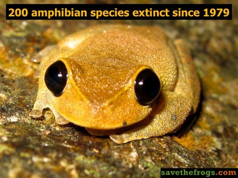 200 Amphibian Species Extinct Since 1979 Save The Frogs I Flickr