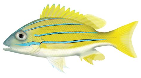 Bluestripe Snapper Lutjanus Kasmira Marinewise