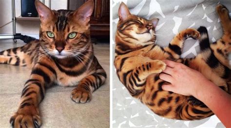 Why Bengal Cats Are The Best Cats Catsinfo