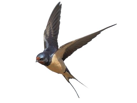 Swallow Png Transparent Image Download Size 591x447px