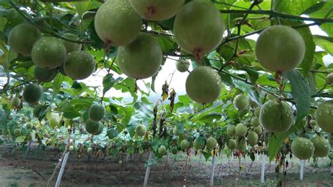 ¿qué Es La Fruta Del Monje Y Para Qué Sirve