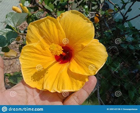 Yellow Hibiscus Flowers Blooming In Hand With Green Leaves On Tree In