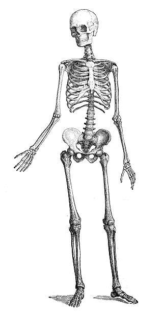 Images Of Human Skeleton Pictures Illustrations Royalty Free Vector