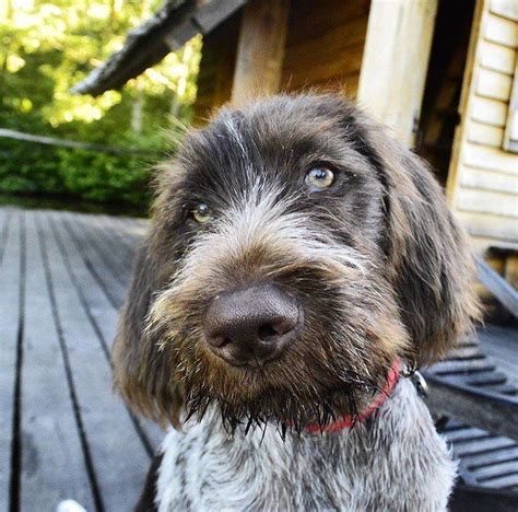 The cost of an german wirehaired pointer puppy varies depending on the breeder's locale, whether the pup is male or female, what titles his parents have, and whether he is best suited for the show ring or a pet home. Embedded | Pointer puppies, German wirehaired pointer, Dogs