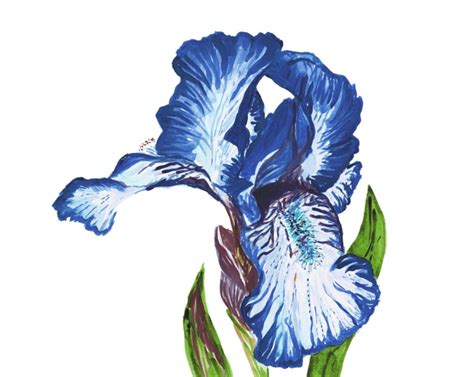 Downloadable Set Of 3 Prints Of Indigo Blue Iris Flowers Etsy