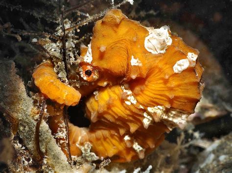 Shy Guy Pony – South Florida Underwater Photography Society