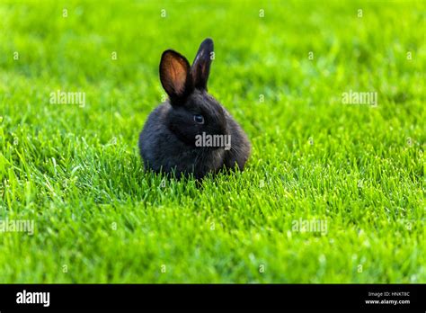 Black Rabbitsrabbit On The Lawn Rabbit On The Green Grass A