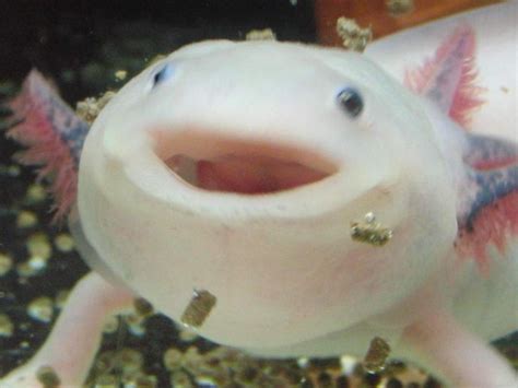 Axolotl Cute Axolotl Cute