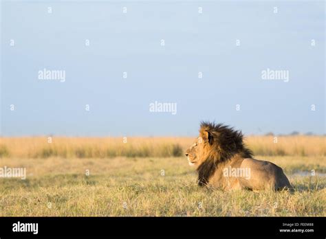 Male African Lion Stock Photo Alamy