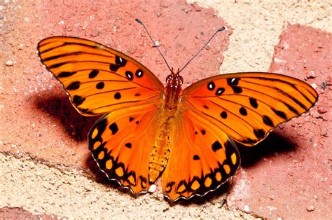 All Wallpapers Butterfly Hd Wallpapers 2013