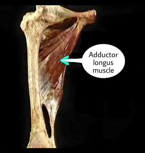 عضله ادکتورلونگوس اطلس الکترونیک آناتومی