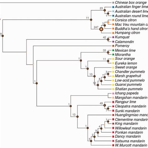 Phylogenetic Tree Of The Genus Citrus A Maximum Likelihood