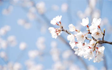 櫻花和藍天 美女春天桌面壁紙預覽