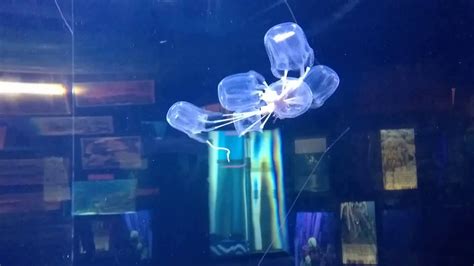 Box Jellyfish Eating Lance Fish Youtube