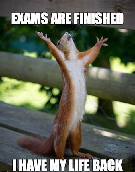 Get The Marvelous Funny Animal Taking Exams Memes Hilarious Pets Pictures