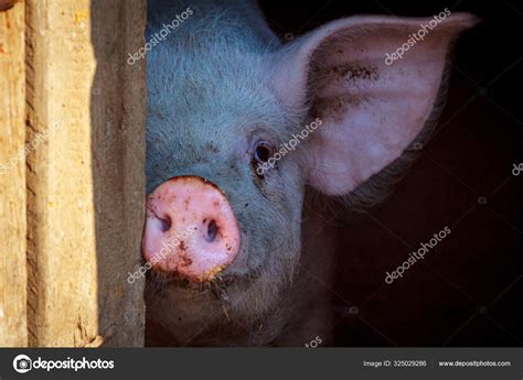 Little Pig Shows His Pink Nose Little Piglet Two Holes Stock Photo By