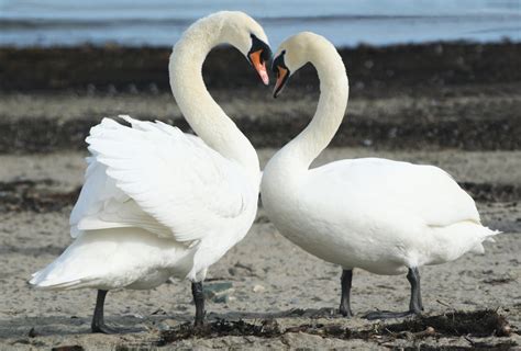 Love Swans Free Photo Download Freeimages
