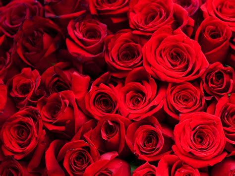 Red Roses Backgrounds Wallpaper Cave