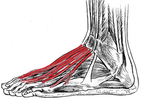 Extensor Tendonitis In The Foot Sportsmd