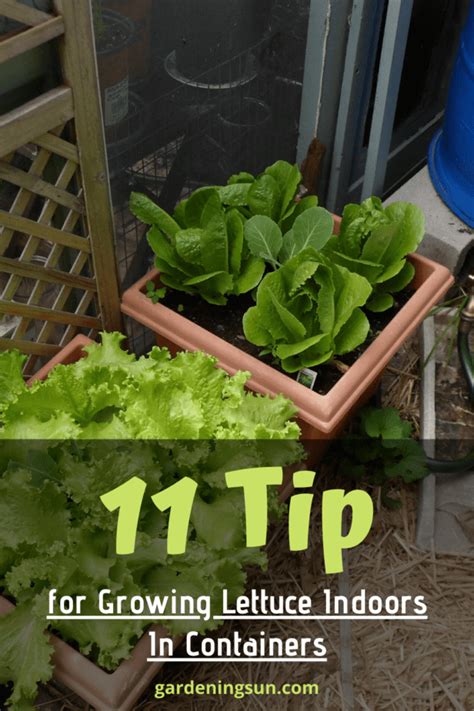 11 Tips For Growing Lettuce Indoors In Containers Gardening Sun