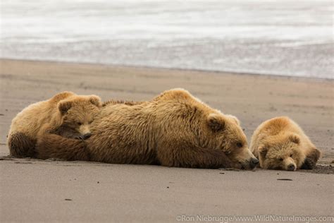 Brown Bear Sow With Cubs Ron Niebrugge Photography