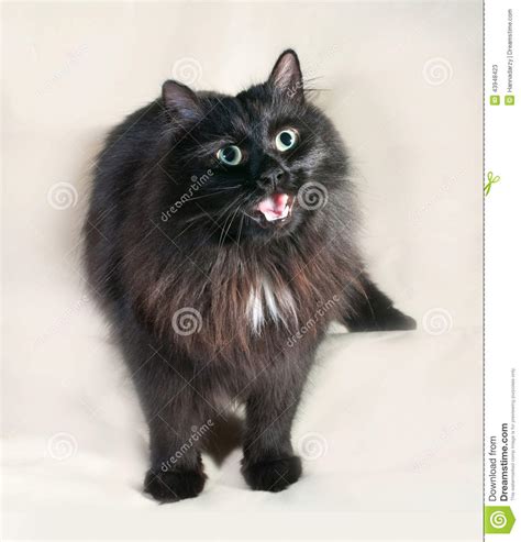 Fluffy Black Cat With Green Eyes Standing On Gray Stock
