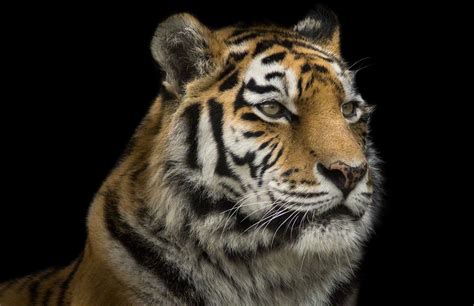 Tigress Portrait By Wolf Ademeit Animals Pet Portraits Portrait