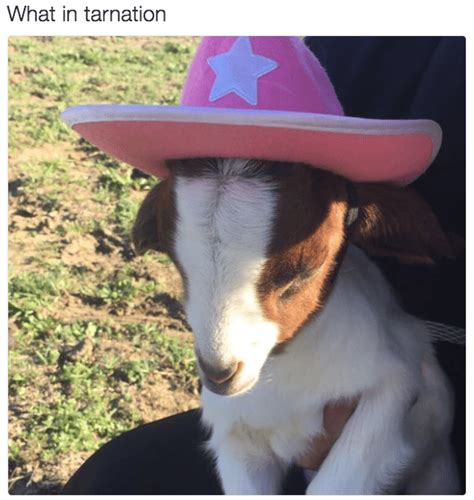 The 13 Best Animal Versions Of The What In Tarnation Meme I Can Has