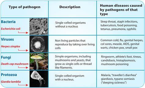 What Are The Different Types Of Pathogens Images And Photos Finder