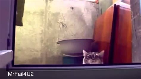 Funniest Cats Ever Youtube