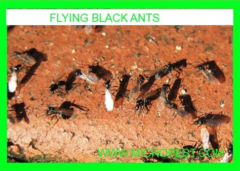 Flying Termites In Sydney Australia Pest Control Sydney