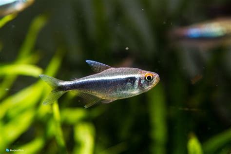 Black Neon Tetra Species Care Guide And Tank Set Up