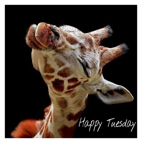 Happy Tuesday Cute Baby Animals Giraffe Cute Animals