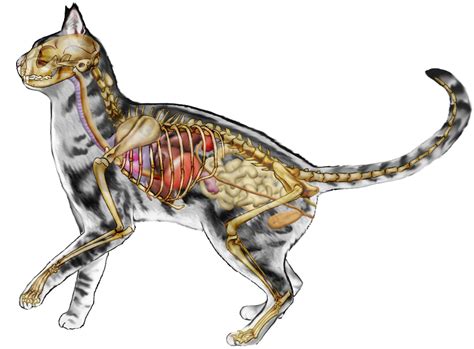 Cat External Anatomy Diagram Photos Cantik