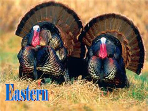 Ppt Wild Turkey Powerpoint Presentation Free Download Id5415723