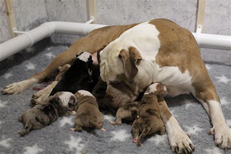 Dog Giving Birth To Puppies