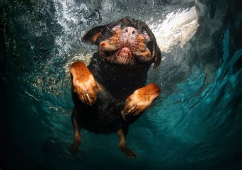 These Hysterical Photos Capture The Many Faces Of A Dog Diving