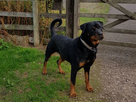 Female Rottweilers Massive Rots The Biggest Rottweilers In The Uk