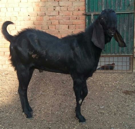 Both Beetal Goat Rs 10000 Number Harsh Livestock And Agro Farm Id 19168447955